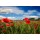 doris oberfrank-list, Klatschmohnwiese in der Pfalz: Farbe des Sommers :)