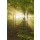 Blickfang, Sonne Nebel Wald