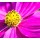 doris oberfrank-list, Cosmea bipinnatus