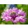 doris oberfrank-list, Lila Kornblume mit Bienen-Besuch :)
