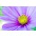 doris oberfrank-list, Cosmea bipinnatus