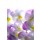 Anette Linnea Rasmus, colourful viola tricolor