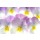 Anette Linnea Rasmus, colourful viola tricolor