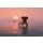 Photobank, elephant and dog sitting in the middle of the sea