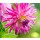 doris oberfrank-list, Closeup on pink dahlia flower :)
