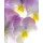Anette Linnea Rasmus, violet viola tricolor