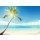 Iakov Kalinin, Caribbean sea and coconut palm