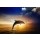 Ig0rZh, Dolphin jumping