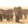 kasto, Loxodonta africana, African bush elephant.