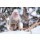 eyetronic, Schneeaffe in Japan