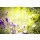 Floydine, Sommer, Duft, Lavendel