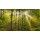 Blickfang, Sonne Nebel Wald