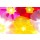 Anette Linnea Rasmus, Close-up of primula flowers against white background