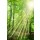 John Smith, Wald mit Sonnenstrahlen
