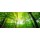 John Smith, Wald mit Sonnenstrahlen