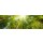 reichdernatur, Wald Panorama mit Sonnenstrahlen - Banner