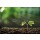 amenic181, Young plant in the morning light on nature background