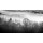 Vera Kuttelvaserova, morning fog and a forest