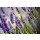 Nailia Schwarz, Beautiful Lavender blooming in early summer