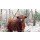 TravelShots.nl, Highland cattle in snowy landscape