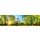 Smileus, Gorgeous panoramic spring scenery with the sun beautifully illuminating the fresh green foliage