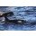IAM-PHOTOGRAPHY, Orcas pilot whales taken at the atlantic near andenes