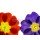 Anette Linnea Rasmus, spring primula