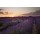 Patricia Thomas, Sunset over Lavender in Provonce