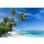 Beboy, seychelles plage cocotier