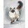 Nadiia Starovoitova, Watercolor Animal Collection: Cat
