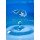 Andrey Armyagov, water drop