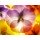 Anette Linnea Rasmus, close-up of colourful viola tricolor against white background