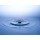 nasared, Wassertropfen, Tropfen, Water Drop