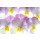 Anette Linnea Rasmus, colourful viola tricolor