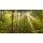Blickfang, Sonne Nebel Wald
