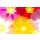 Anette Linnea Rasmus, Close-up of primula flowers against white background