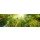 reichdernatur, Wald Panorama mit Sonnenstrahlen - Banner