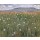 Ferdinand Hodler, Meadow Piece, c.1901 (oil on canvas)