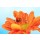 Africa Studio, Beautiful ladybird  on flower, close up