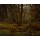 Caspar David Friedrich, Wald im Spätherbst