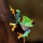 Aleksey Stemmer, red-eye frog  Agalychnis callidryas in terrarium