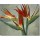 Wendy Kroeker, Bird of Paradise