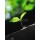 amenic181, Young leaves growing from bud. nature background