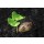 amenic181, young plant growing from seed