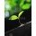 amenic181, Young leaves growing from bud. nature background