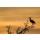 andreanita, Grey Heron in treetop with sunset.