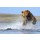 andreanita, Grizzly Bear jumping on fish