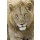 andreanita, Male Lion portrait