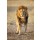 andreanita, Male Lion standing up front.
