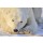 andreanita, Polar bear portrait.